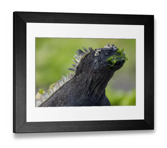 Framed Print : Galapagos marine iguana (Amblyrhynchus cristatus) portrait, with seaweed on its face