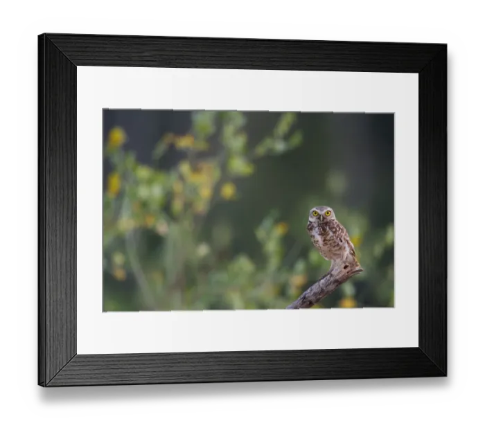 Framed Print : Burrowing owl (Athene cunicularia) perched on branch, Tambopata, Madre de Dios, Peru Framed Print : Burrowing owl (Athene cunicularia) perched on branch, Tambopata, Madre de Dios, Peru