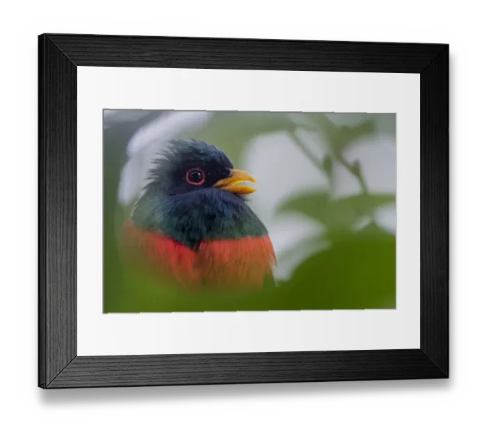 Framed Print : Male Masked trogon (Trogon personatus) portrait, Mindo, Pichincha, Ecuador Framed Print : Male Masked trogon (Trogon personatus) portrait, Mindo, Pichincha, Ecuador