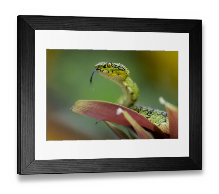 Framed Print : Eyelash palm pit viper (Bothriechis schlegelii) with tongue extended, Mindo, Pichincha Framed Print : Eyelash palm pit viper (Bothriechis schlegelii) with tongue extended, Mindo, Pichincha