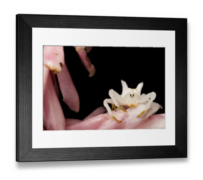 Framed Print : Crab spider (Epicadus heterogaster) on petals, Canande, Esmeraldas, Ecuador