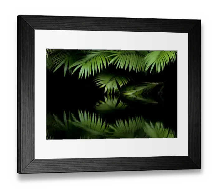 Framed Print : Leaves with reflection in water, Amazon Rainforest, Cuyabeno National Park, Sucumbios Framed Print : Leaves with reflection in water, Amazon Rainforest, Cuyabeno National Park, Sucumbios