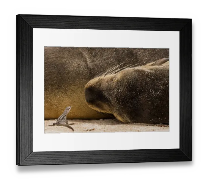 Framed Print : Santa Fe lava lizard (Microlophus albemarlensis) on sand by a resting Galapagos sea lion Framed Print : Santa Fe lava lizard (Microlophus albemarlensis) on sand by a resting Galapagos sea lion