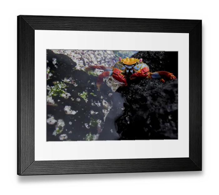 Framed Print : Sally lightfoot crab (Grapsus grapsus) at waters edge, Floreana Island, Galapagos Framed Print : Sally lightfoot crab (Grapsus grapsus) at waters edge, Floreana Island, Galapagos