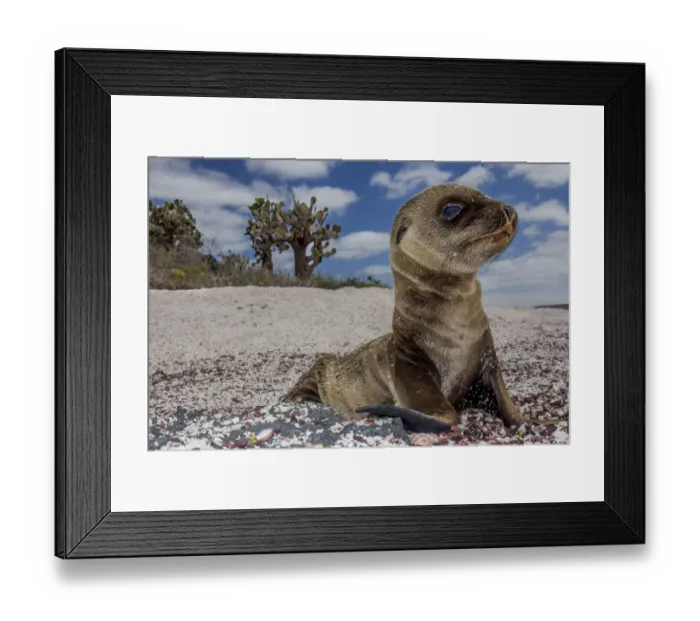 Framed Print : Galapagos sea lion (Zalophus wollebaeki) pup on beach, Floreana Island, Galapagos Framed Print : Galapagos sea lion (Zalophus wollebaeki) pup on beach, Floreana Island, Galapagos