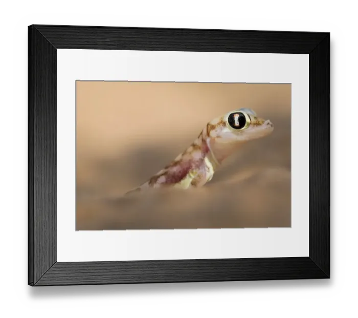 Framed Print : Namib sand gecko (Pachydactylus rangei) portrait, Swakopmund, Erongo, Namibia Framed Print : Namib sand gecko (Pachydactylus rangei) portrait, Swakopmund, Erongo, Namibia