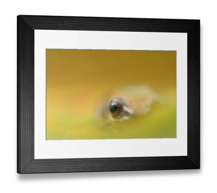 Framed Print : Tambococha rain frog (Pristimantis omeviridis) artistic view of eye, Yasuni National Park Framed Print : Tambococha rain frog (Pristimantis omeviridis) artistic view of eye, Yasuni National Park