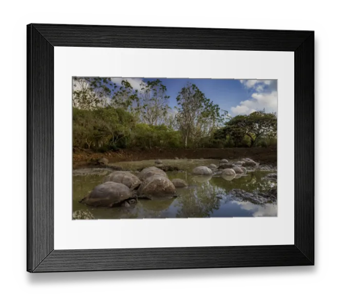 Framed Print : Western Santa Cruz / Indefatigable Island giant tortoises (Chelonoidis porteri) in shallow water Framed Print : Western Santa Cruz / Indefatigable Island giant tortoises (Chelonoidis porteri) in shallow water