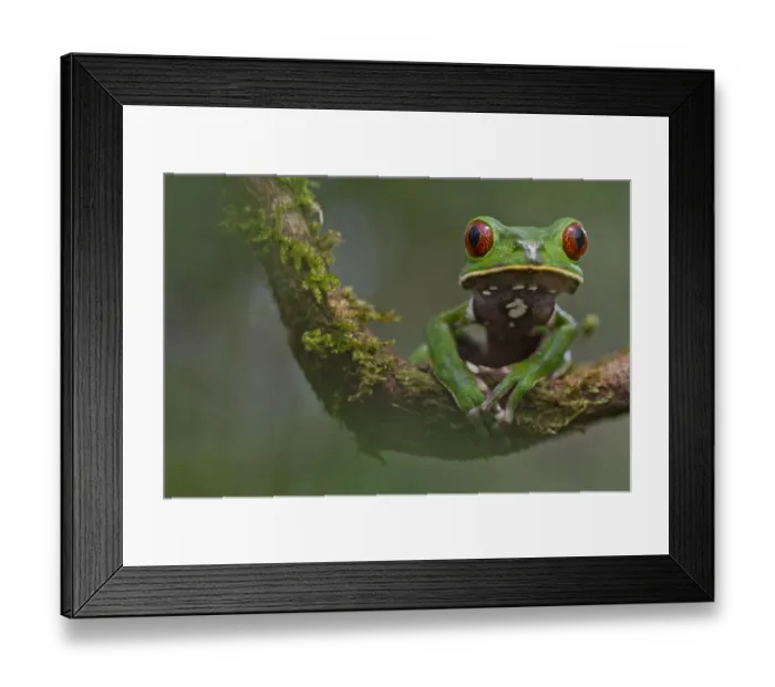 Framed Print : Tarsier leaf frog (Phyllomedusa tarsius) portrait, on branch, Yasuni National Park Framed Print : Tarsier leaf frog (Phyllomedusa tarsius) portrait, on branch, Yasuni National Park