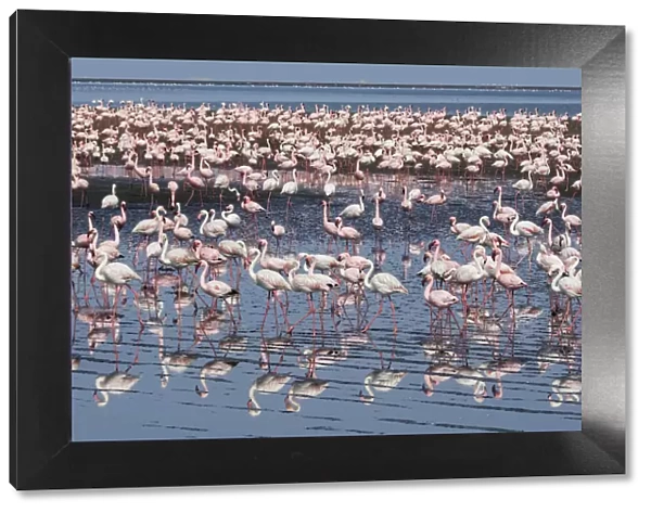 Lesser flamingo (Phoeniconaias minor) and Greater flamingo (Phoenicopterus roseus) flock