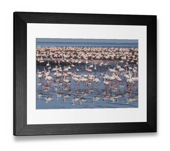 Framed Print : Lesser flamingo (Phoeniconaias minor) and Greater flamingo (Phoenicopterus roseus) flock Framed Print : Lesser flamingo (Phoeniconaias minor) and Greater flamingo (Phoenicopterus roseus) flock