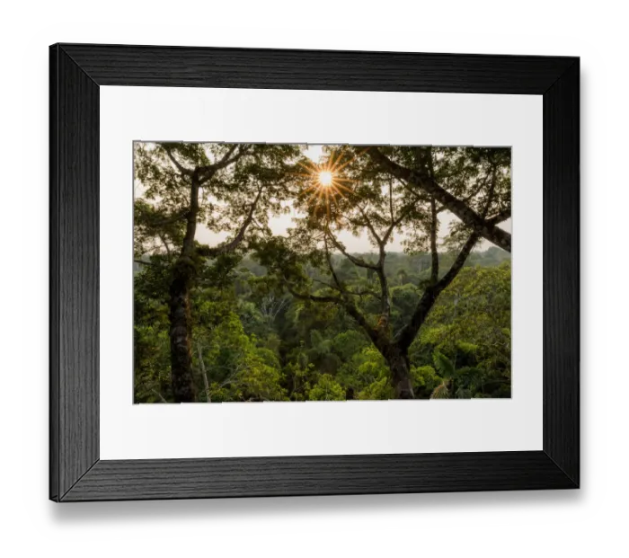 Framed Print : Amazonian canopy at sunset, Yasuni National Park, Orellana, Ecuador, September 2017 Framed Print : Amazonian canopy at sunset, Yasuni National Park, Orellana, Ecuador, September 2017