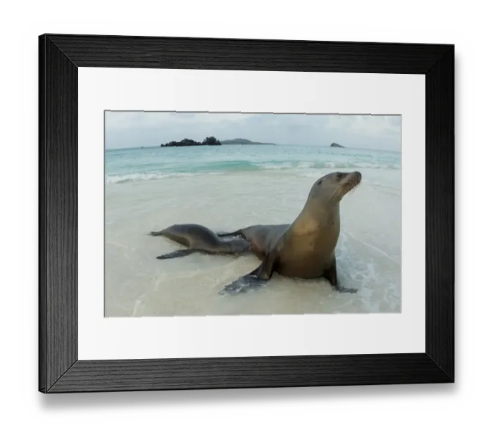 Framed Print : Female Sea lion (Zalophus wollebaeki) with pup suckling in shallow water, Floreana Island Framed Print : Female Sea lion (Zalophus wollebaeki) with pup suckling in shallow water, Floreana Island
