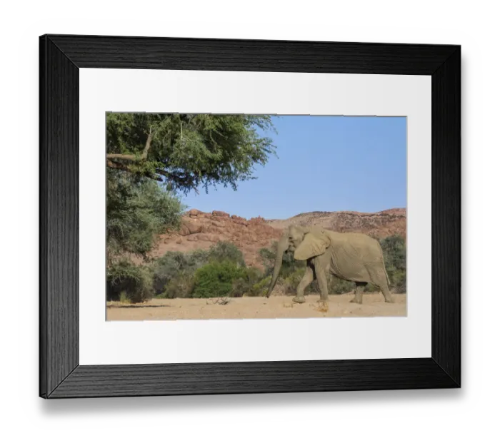 Framed Print : African elephant (Loxodonta africana) walking, Brandberg, Namibia, Vulnerable species Framed Print : African elephant (Loxodonta africana) walking, Brandberg, Namibia, Vulnerable species