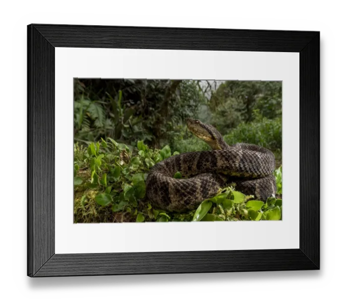 Framed Print : Ecuadorian toadheaded viper (Bothrops campbelli) curled up, Mindo, Pichincha, Ecuador Framed Print : Ecuadorian toadheaded viper (Bothrops campbelli) curled up, Mindo, Pichincha, Ecuador