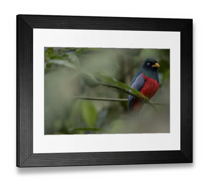 Framed Print : Male Choco trogon (Trogon comptus) perched on branch, Mashpi, Pichincha, Ecuador Framed Print : Male Choco trogon (Trogon comptus) perched on branch, Mashpi, Pichincha, Ecuador