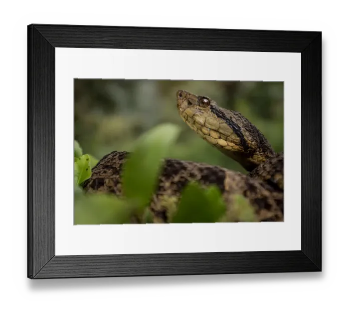 Framed Print : Ecuadorian toadheaded viper (Bothrops campbelli) portrait, Mindo, Pichincha, Ecuador Framed Print : Ecuadorian toadheaded viper (Bothrops campbelli) portrait, Mindo, Pichincha, Ecuador