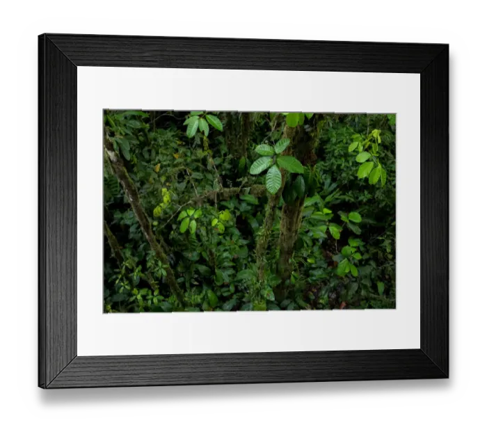 Framed Print : Vegetation in the Choco Rainforest, Mashpi, Pichincha, Ecuador, November 2016 Framed Print : Vegetation in the Choco Rainforest, Mashpi, Pichincha, Ecuador, November 2016