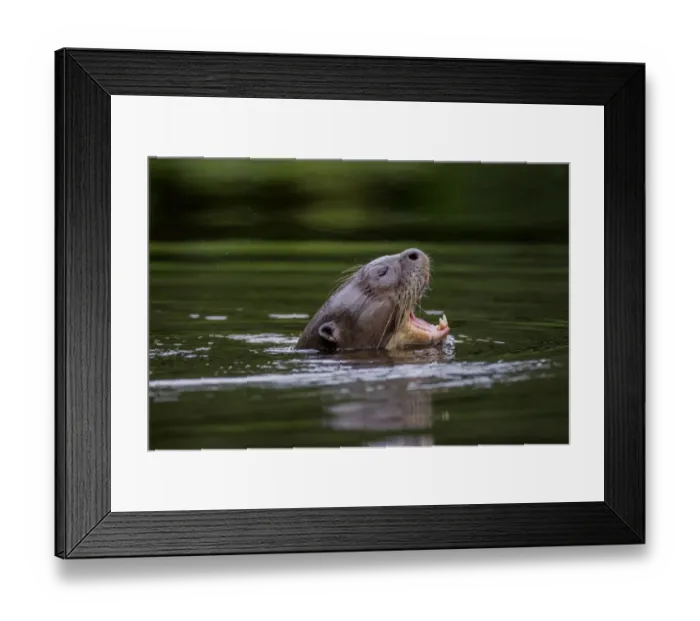 Framed Print : Giant river otter (Pteronura brasiliensis) yawning at water surface, Yasuni National Park Framed Print : Giant river otter (Pteronura brasiliensis) yawning at water surface, Yasuni National Park