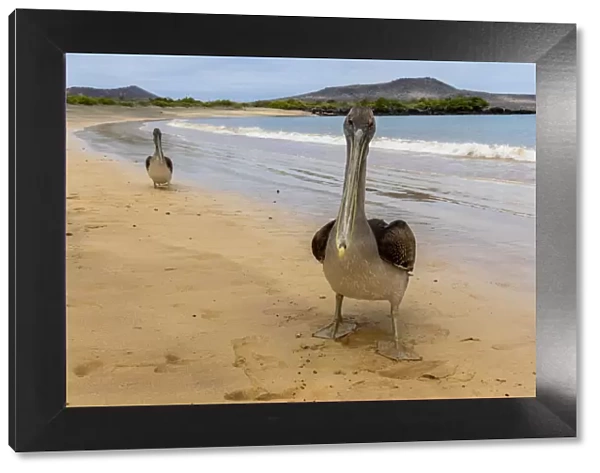 Two Galapagos brown pelicans (Pelecanus occidentalis) on beach, Floreana Island, Galapagos