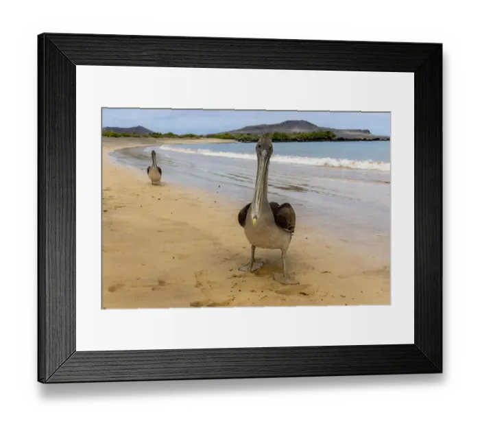 Framed Print : Two Galapagos brown pelicans (Pelecanus occidentalis) on beach, Floreana Island, Galapagos Framed Print : Two Galapagos brown pelicans (Pelecanus occidentalis) on beach, Floreana Island, Galapagos