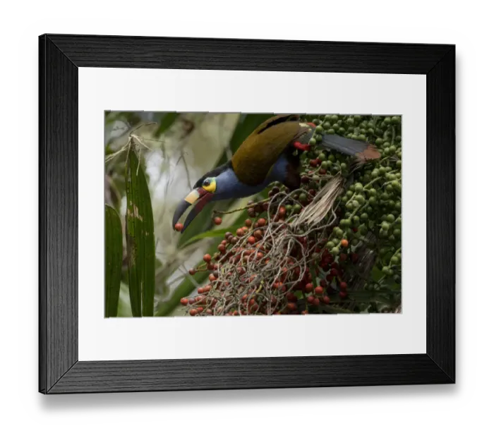Framed Print : Plate billed mountain toucan (Andigena laminirostris) feeding on fruit, Mindo, Pichincha, Ecuador Framed Print : Plate billed mountain toucan (Andigena laminirostris) feeding on fruit, Mindo, Pichincha, Ecuador