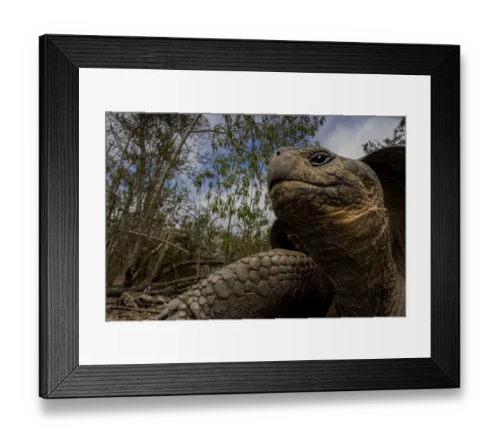 Framed Print : Galapagos tortoise hybrid (Chelonoidis complex) portrait, Floreana Island, Galapagos