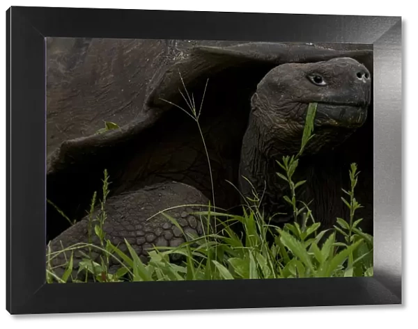 Western Santa Cruz  /  Indefatigable Island giant tortoise (Chelonoidis porteri) feeding