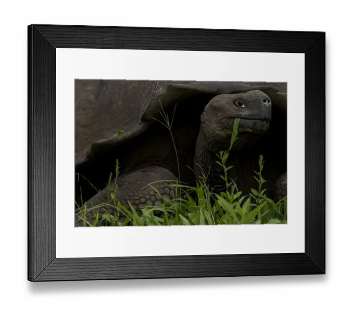 Framed Print : Western Santa Cruz / Indefatigable Island giant tortoise (Chelonoidis porteri) feeding Framed Print : Western Santa Cruz / Indefatigable Island giant tortoise (Chelonoidis porteri) feeding