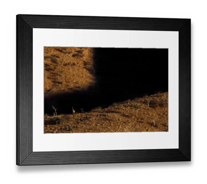 Framed Print : Giraffe (Giraffa camelopardalis) in mountainous habitat, Brandberg, Erongo, Namibia