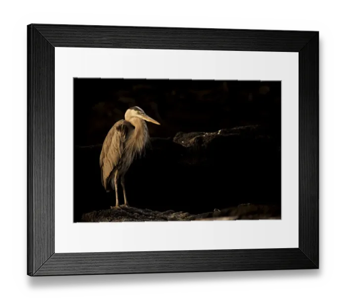 Framed Print : Great blue heron (Ardea herodias cognata) standing on rock, Fernandina Island, Galapagos Framed Print : Great blue heron (Ardea herodias cognata) standing on rock, Fernandina Island, Galapagos
