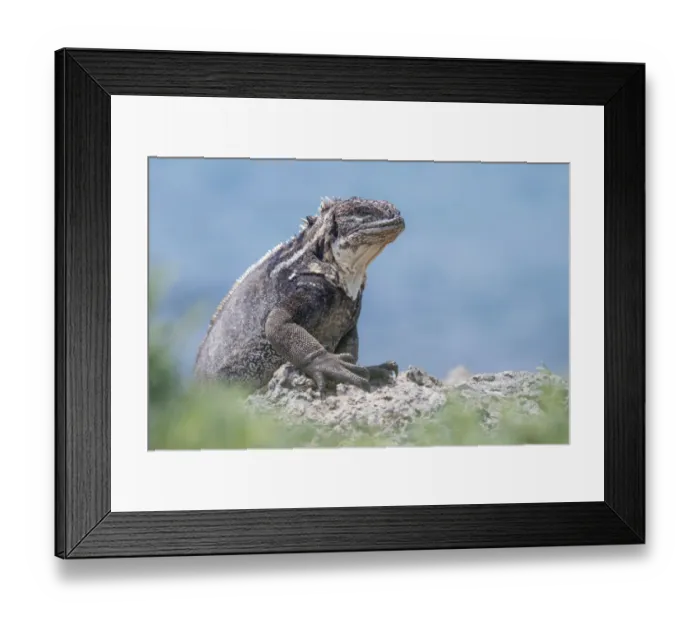 Framed Print : Galapagos land iguana (Conolophus subcristatus) x Marine iguana (Amblyrhynchus cristatus) hybrid Framed Print : Galapagos land iguana (Conolophus subcristatus) x Marine iguana (Amblyrhynchus cristatus) hybrid