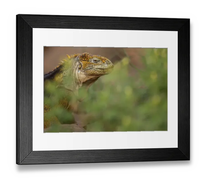 Framed Print : Galapagos land iguana (Conolophus subcristatus) portrait, North Seymour Island, Galapagos Framed Print : Galapagos land iguana (Conolophus subcristatus) portrait, North Seymour Island, Galapagos