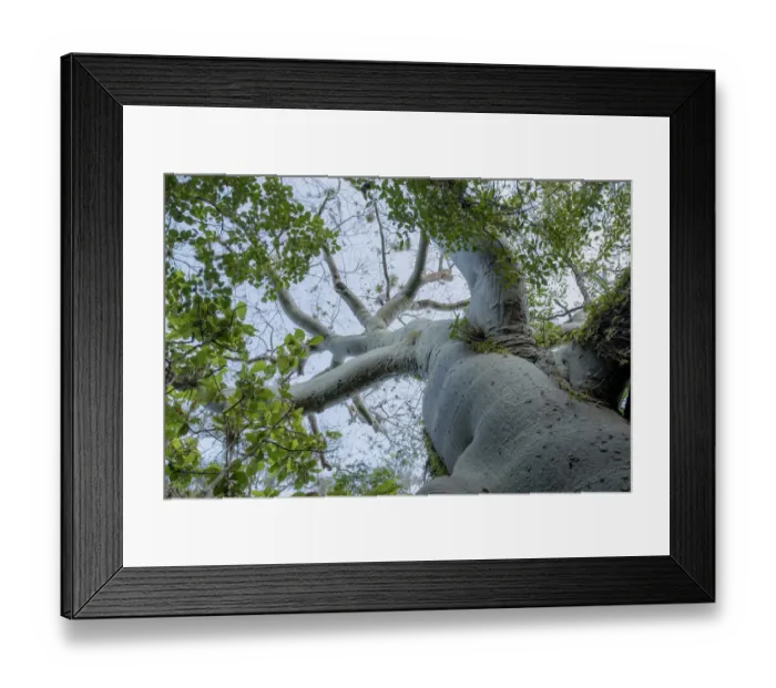 Framed Print : Ceiba / Kapok tree (Ceiba trichistandra) low angle view, Macara, Loja, Ecuador Framed Print : Ceiba / Kapok tree (Ceiba trichistandra) low angle view, Macara, Loja, Ecuador