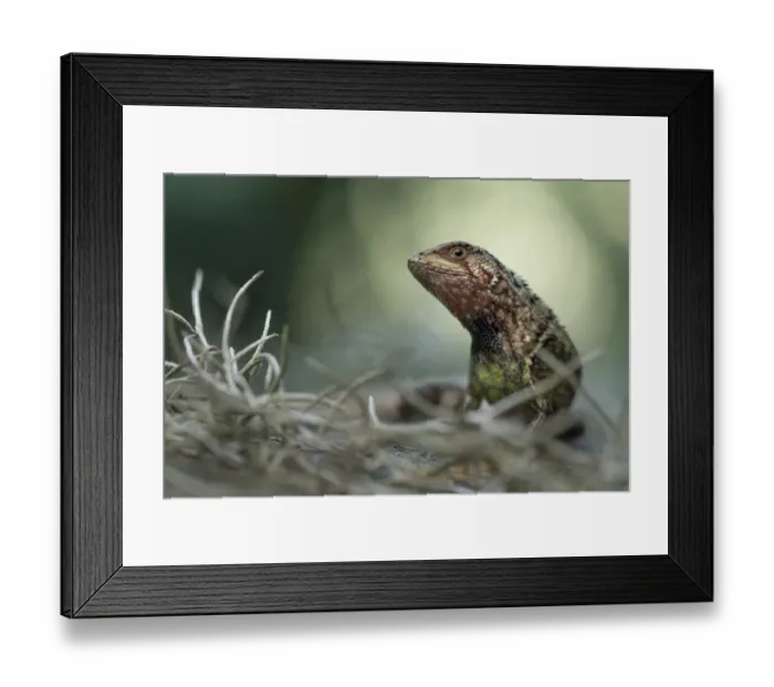 Framed Print : Puyango whorltail iguana (Stenocercus puyango) portrait, Macara, Loja, Ecuador Framed Print : Puyango whorltail iguana (Stenocercus puyango) portrait, Macara, Loja, Ecuador