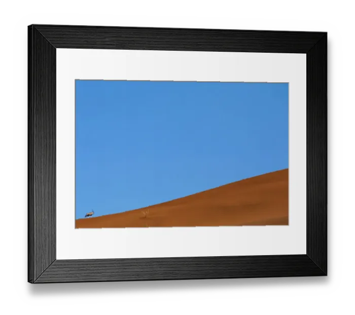 Framed Print : Gemsbok / South African oryx (Oryx gazella) on sand dune, Namib Desert, Sossusvlei Framed Print : Gemsbok / South African oryx (Oryx gazella) on sand dune, Namib Desert, Sossusvlei