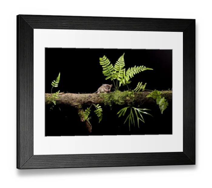 Framed Print : Mouse opossum (Marmosops impavidus) on branch, Pinas, El Oro, Ecuador