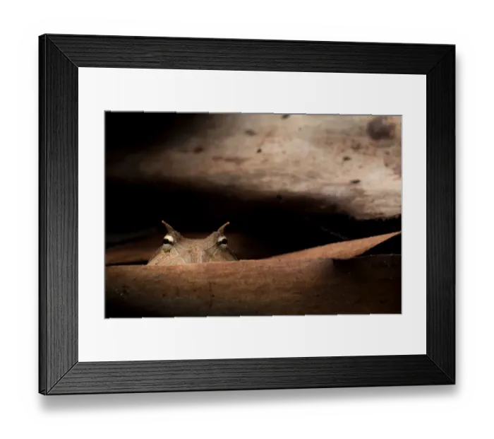 Framed Print : Amazon horned frog (Ceratophrys cornuta) on leaf, Yasuni National Park, Orellana, Ecuador Framed Print : Amazon horned frog (Ceratophrys cornuta) on leaf, Yasuni National Park, Orellana, Ecuador