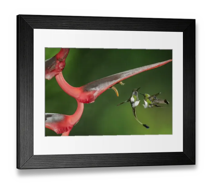 Framed Print : Booted racket tail (Ocreatus underwoodii) two males fighting in flight, Mindo, Pichincha Framed Print : Booted racket tail (Ocreatus underwoodii) two males fighting in flight, Mindo, Pichincha