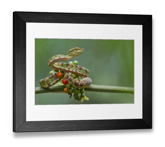 Framed Print : Eyelash palm pitviper (Bothriechis schlegelii) curled round berries on twig, Canande Framed Print : Eyelash palm pitviper (Bothriechis schlegelii) curled round berries on twig, Canande