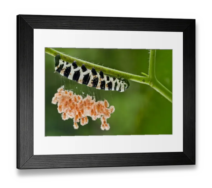 Framed Print : Brush footed butterfly (Lycorea sp. ) caterpillar with parasitic wasp cocoons on silk threads Framed Print : Brush footed butterfly (Lycorea sp. ) caterpillar with parasitic wasp cocoons on silk threads