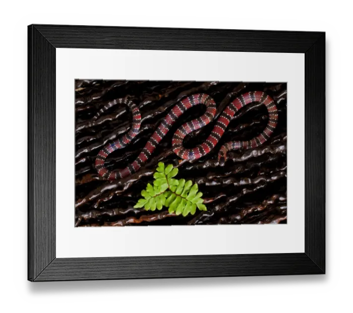 Framed Print : Ornate coral snake (Micrurus ornatissimus) viewed from above, Yasuni National Park Framed Print : Ornate coral snake (Micrurus ornatissimus) viewed from above, Yasuni National Park