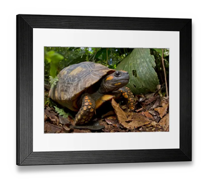 Framed Print : Yellow footed tortoise (Chelonoidis denticulata) portrait, Yasuni National Park, Orellana, Ecuador