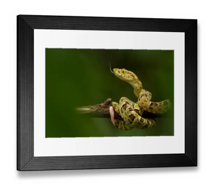 Framed Print : Spotted lancehead (Bothrops punctatus) with tongue extended curled round branch, Canande Framed Print : Spotted lancehead (Bothrops punctatus) with tongue extended curled round branch, Canande