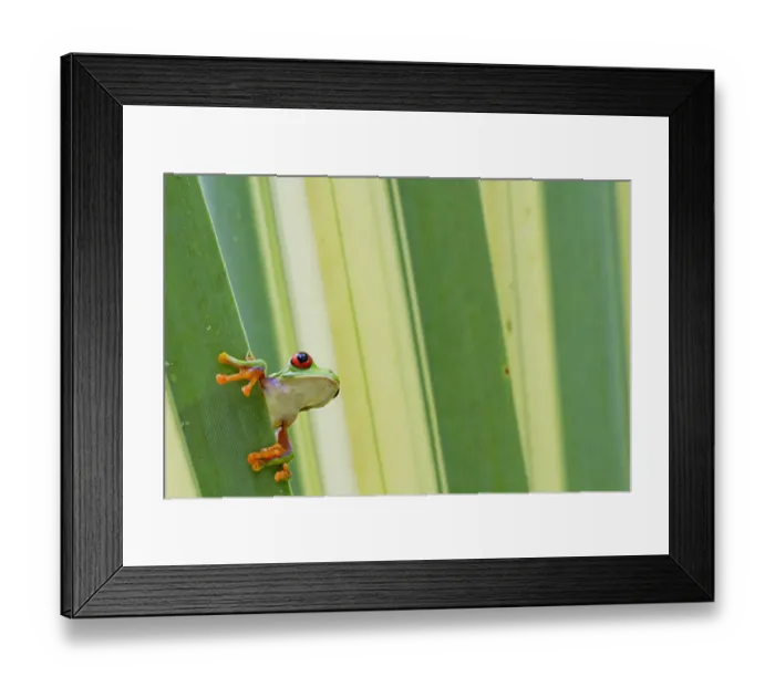 Framed Print : Misfit / Jumping leaf frog (Agalychnis saltator) looking out from behind leaf, Siquirres Framed Print : Misfit / Jumping leaf frog (Agalychnis saltator) looking out from behind leaf, Siquirres