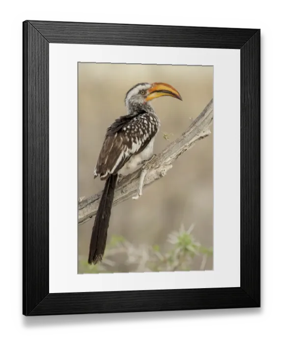 Framed Print : Southern yellow billed hornbill (Tockus leucomelas) perched on branch, Etosha National Park Framed Print : Southern yellow billed hornbill (Tockus leucomelas) perched on branch, Etosha National Park