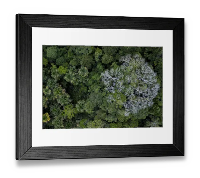 Framed Print : Aerial view of Kapok / Ceiba tree (Ceiba pentandra) in the Amazonian canopy, Yasuni National Park Framed Print : Aerial view of Kapok / Ceiba tree (Ceiba pentandra) in the Amazonian canopy, Yasuni National Park