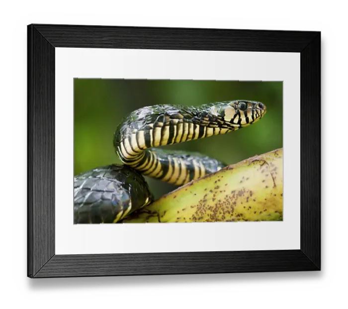 Framed Print : Yellow rat snake (Spilotes pullatus) portrait, Otongachi, Santo Domingo de los Tsachilas Framed Print : Yellow rat snake (Spilotes pullatus) portrait, Otongachi, Santo Domingo de los Tsachilas