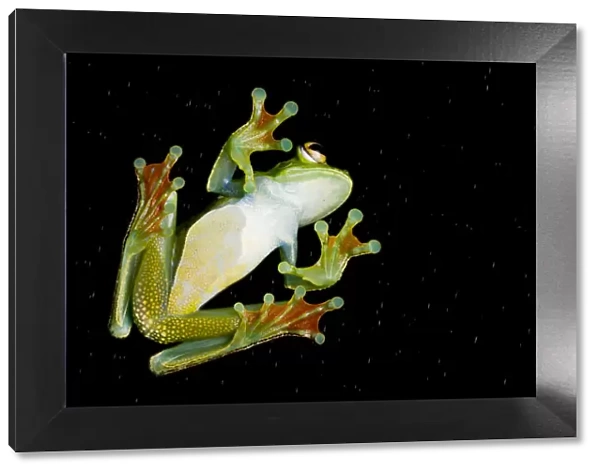 Palmar tree frog (Boana  /  Hypsiboas pellucens) underside seen through glass showing