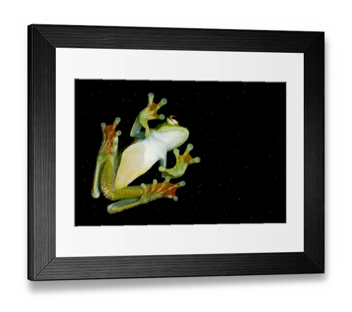 Framed Print : Palmar tree frog (Boana / Hypsiboas pellucens) underside seen through glass showing Framed Print : Palmar tree frog (Boana / Hypsiboas pellucens) underside seen through glass showing